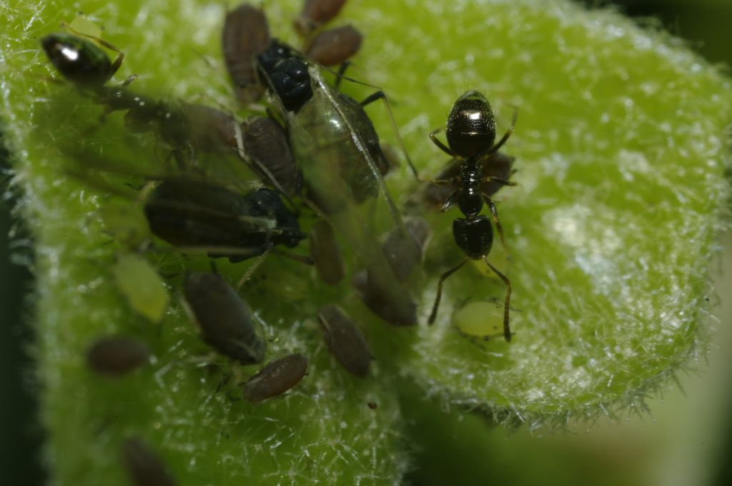 Afidi su edera con formiche:  Aphis sp.